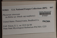 Physarum sinuosum image